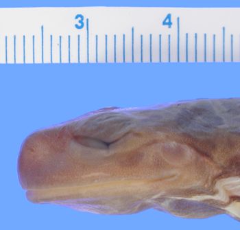 Media type: image;   Herpetology A-109318